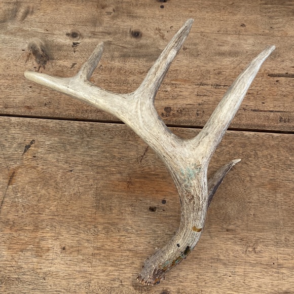 Decorative Antler - Picture 10 of 13